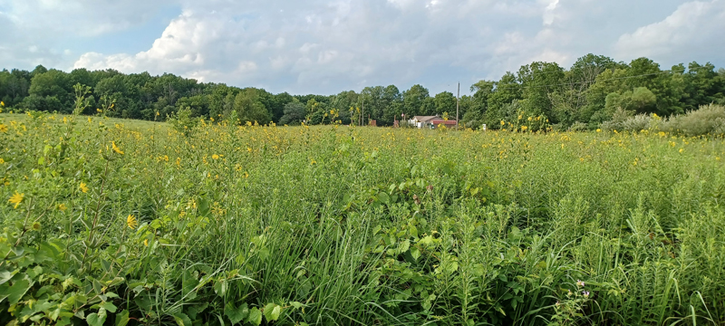 Prairie Grass