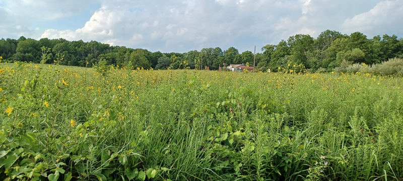 Prairie Grass