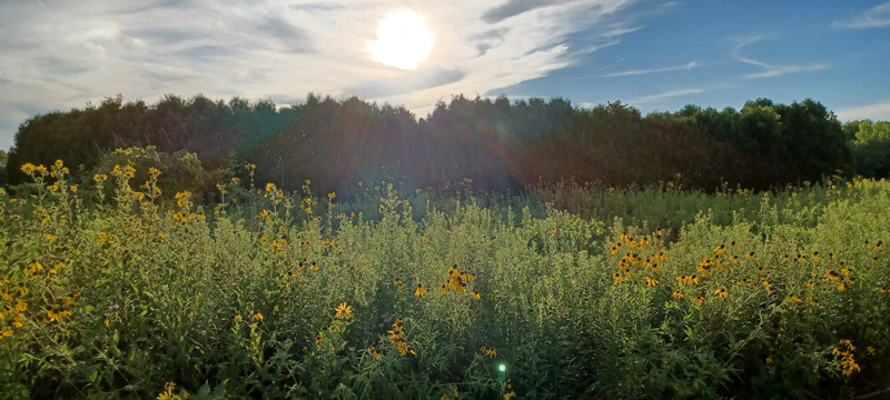 Prairie Grass